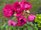 Пеларгония ИВ-Есфирь Прекрасная