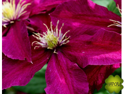 КЛЕМАТИС "НИОБЕ" КРУПНОЦВЕТКОВЫЙ (3 ГРУППА) саженец 3 года