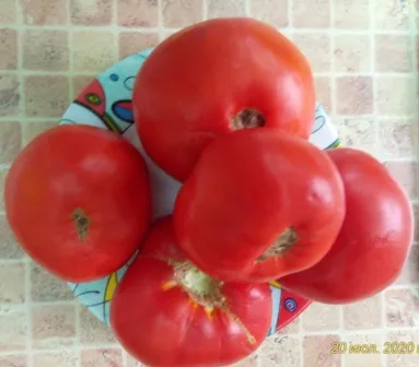 Томат Зимаревский великан