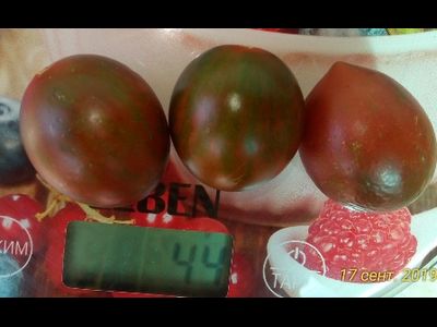 Томат Отборное печенье (Cookie  select) США