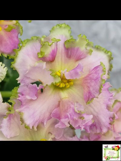 ЕК-Линжери (Е. Коршунова) 2021 г.