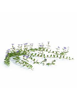 цветы Барвинок малый 20_04