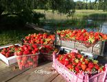 Саженцы малина в челнах. 4dc6eba6af98c33486341ce0548459d14a9957a8. Саженцы малина в челнах фото. Саженцы малина в челнах-4dc6eba6af98c33486341ce0548459d14a9957a8. картинка Саженцы малина в челнах. картинка 4dc6eba6af98c33486341ce0548459d14a9957a8. Сорт: летний, раннего растянутого созревания