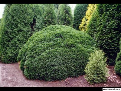 Туя Рекурвата - Recurvata