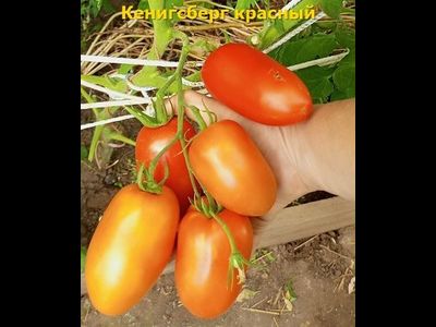 Томат Кенигсберг красный