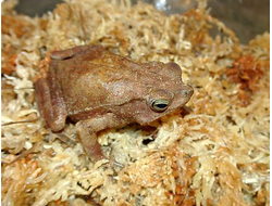 Каскоголовая жаба (Bufo typhonius)