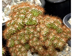 Cereus peruvianus f.monstrosa (D=100-120mm) куртина