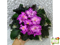 РС-Тропикана (С. Н. Репкина) 2015 г.