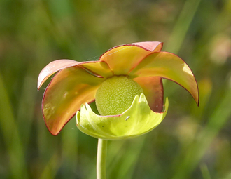 Семена Sarracenia Leucophylla red stripe throat