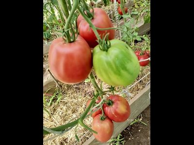 Томат Минусинские бычки