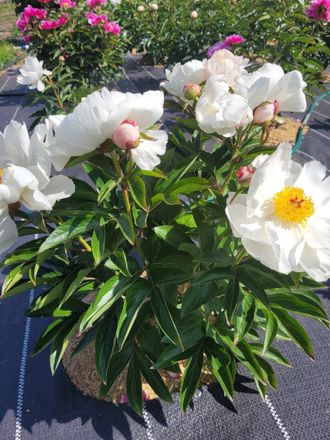 Paeonia White IMP