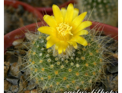 Parodia chrysacanthion - 10 семян