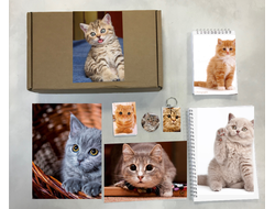 Бокс с котиками №8