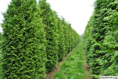 Туя Брабант фотография в питомнике весной - Красовский-Сад.рф