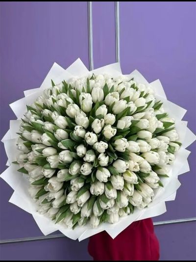 Букет из 151 белого тюльпана