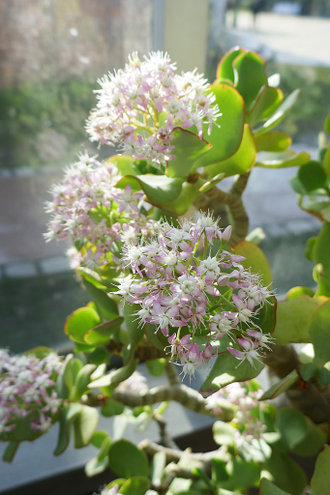 Crassula Arborescens Curly - Толстянка древовидная, Крассула кучерявая, нефритовое дерево