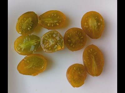 Томат черри Янтарные клавиши (Amber Keyes), США