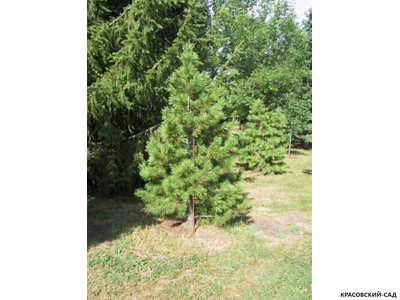 Сосна кедровая фото в саду красовский-сад.рф