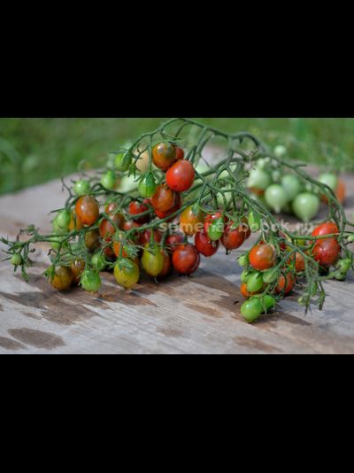 Томат черри Märchengranat (Сказочный гранат), 10 шт