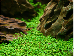 Глоссостигма в аквариуме