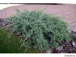 Можжевельник Пфитцериана Глаука - Pfitzeriana Glauca