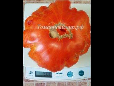 Томат Гигант Фарина (Gigante Farina, Италия)