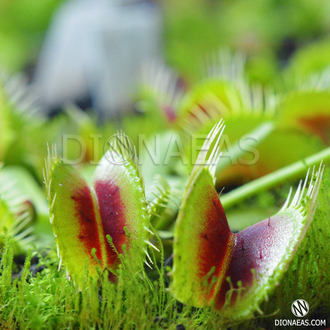 Dionaea muscipula Clone A