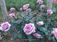 Терра Лимбурджия