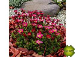 КАМНЕЛОМКА