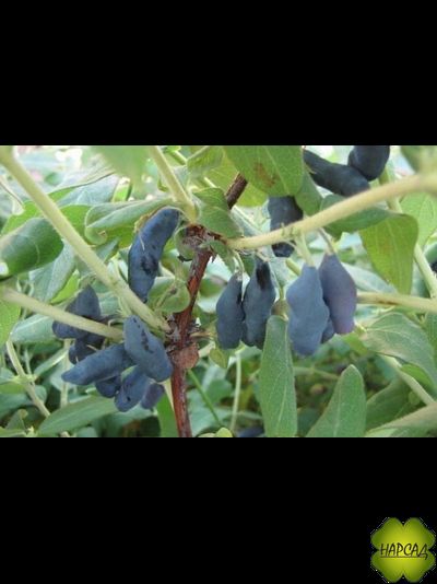 Жимолость "Нимфа" (очень сладкая, с небольшой горчинкой)