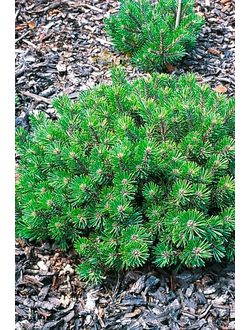 Сосна горная Humpy