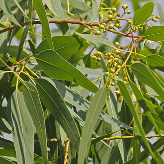 Эвкалипт лимонный (Eucalyptus citriodora) 10 мл - 100% натуральное эфирное масло