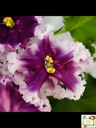 МТ-Сладкая Фантазия (М. Тотиева) 2022 г. (лист с детками укоренённый)