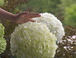 Стронг Аннабель или Инкредибол гортензия древовидная  (Hydrangea arborescens Strong Annabelle or Incrediball)