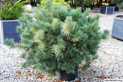 Сосна Кронборг - Kronborg