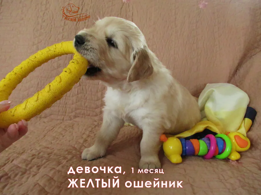 1 месяц. Девочка ЖЕЛТЫЙ ошейничек