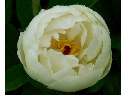 Пион Melissa (Мелисса)