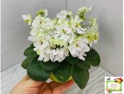 DS-Прекрасное Далеко (Dimetris) 2021 г.