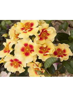 Гибриды Гультемии