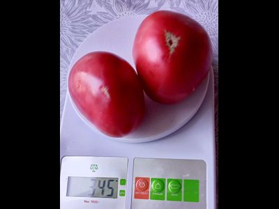 Томат Яйцо Быка с реки Гуадаррама (Huevo Toro Del Rio Guadarrama)