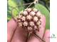 Hoya sp. Borneo EPC-953