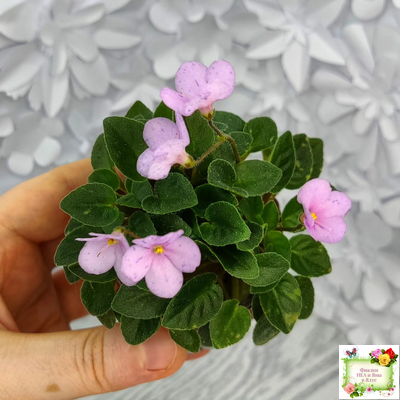 Frosted Fantasy (C.Sotkiewicz) трейлер