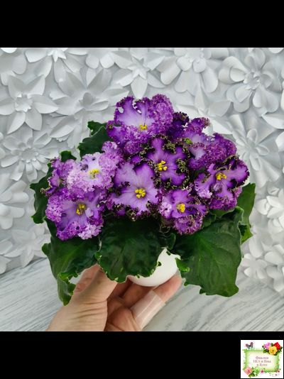 АВ-Пенная Вечеринка (Фиалковод) 2021 г.