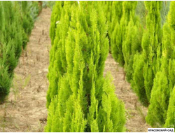 Туя Пирамидалис Ауреа - Pyramidalis Aurea