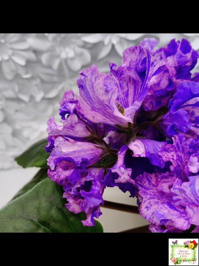 ВаТ-Инопланетянин (Т. Валькова) 2015 г.