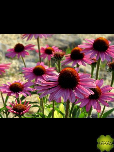 Эхинацея пурпурная (лекарственная) (саженец 1 года)