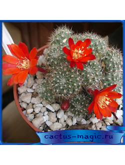 Rebutia ithiacantha WR 067