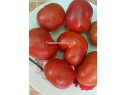 Томат Шоколадная амазонка (Amazon Chocolate, США)