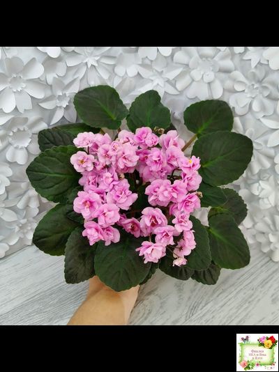 Dresden Doll (P. Harris) (7259) 11/24/1989 трейлер