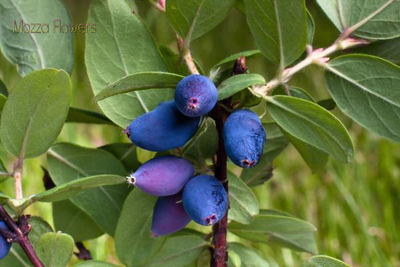 "Лист жимолости" Силиконовый молд (вайнер)